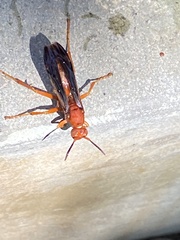 Polistes carolina