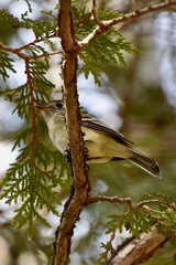 Tyrannidae
