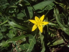Hypoxis decumbens