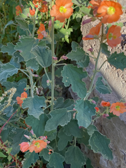 Sphaeralcea ambigua