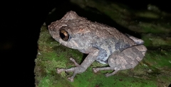Pristimantis ventrimarmoratus