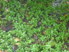 Shinnersia rivularis