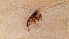 Periplaneta americana
