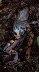 Pristimantis ventrimarmoratus