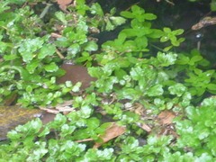 Shinnersia rivularis