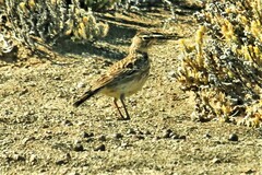 Galerida magnirostris sedentaria