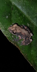 Pristimantis ventrimarmoratus
