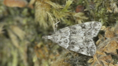Eudonia lacustrata