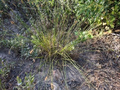 Carex subfusca