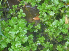 Shinnersia rivularis