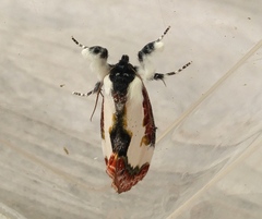 Eudryas unio