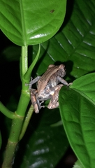 Pristimantis ventrimarmoratus