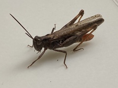 Chorthippus maritimus