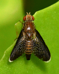 Eutreta noveboracensis