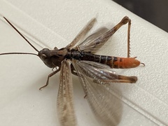 Chorthippus maritimus