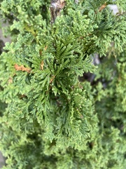 Thuja occidentalis