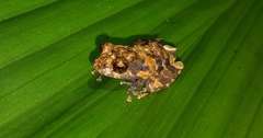 Pristimantis ventrimarmoratus