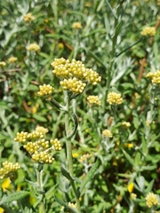 Helichrysum revolutum