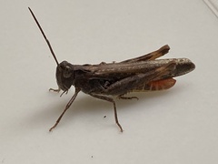 Chorthippus maritimus