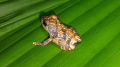 Pristimantis ventrimarmoratus
