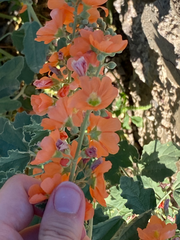 Sphaeralcea ambigua