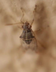 Liorhyssus