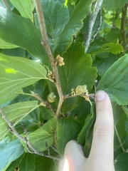 Hamamelis