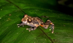 Pristimantis ventrimarmoratus
