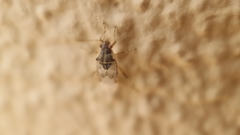 Liorhyssus