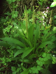 Plantago australis