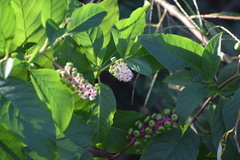 Phytolacca americana
