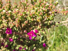 Drosanthemum asperulum