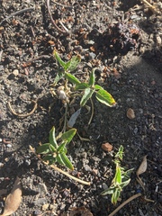 Amaranthus deflexus