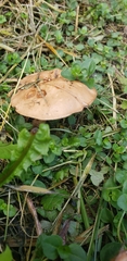 Cyclocybe