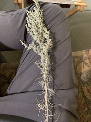 Artemisia filifolia