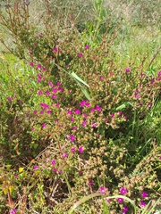 Drosanthemum asperulum