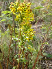 Solidago virgaurea