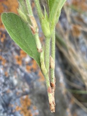 Eriosema ellipticifolium image