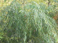 Salix alba