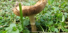 Cyclocybe