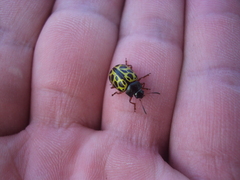 Calligrapha polyspila
