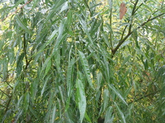 Salix alba