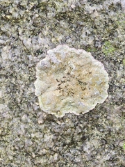 Protoparmeliopsis muralis