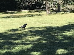 Corvus
