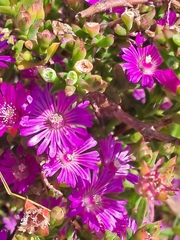 Drosanthemum asperulum