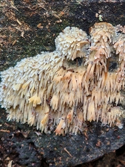 Radulomyces