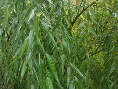 Salix alba