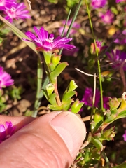 Drosanthemum asperulum
