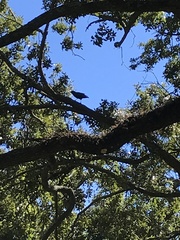 Corvus