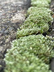 Bryum argenteum